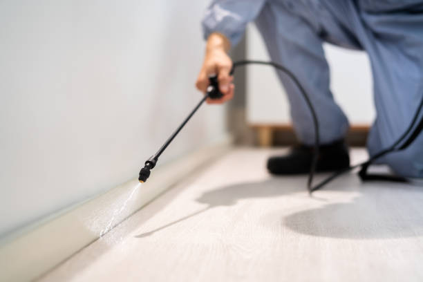 Certified termite inspector examining foundation in Belgium