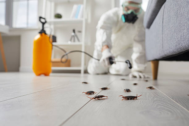 Commercial Kitchen Cockroach Control in Belgium